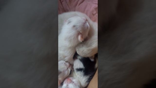 Котята...