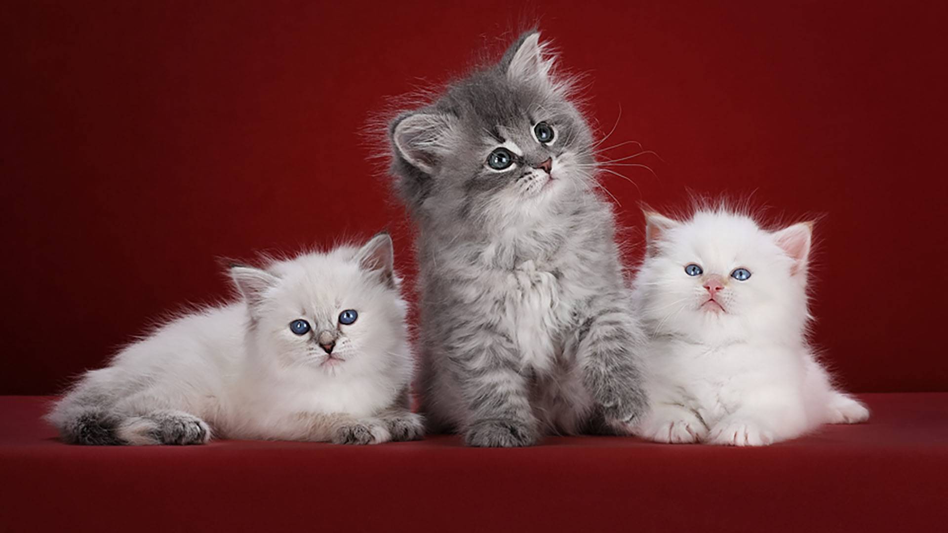 Котята сибирские  для души и уюта
