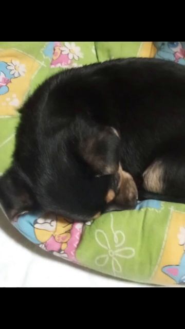моя любимая собака ❤️