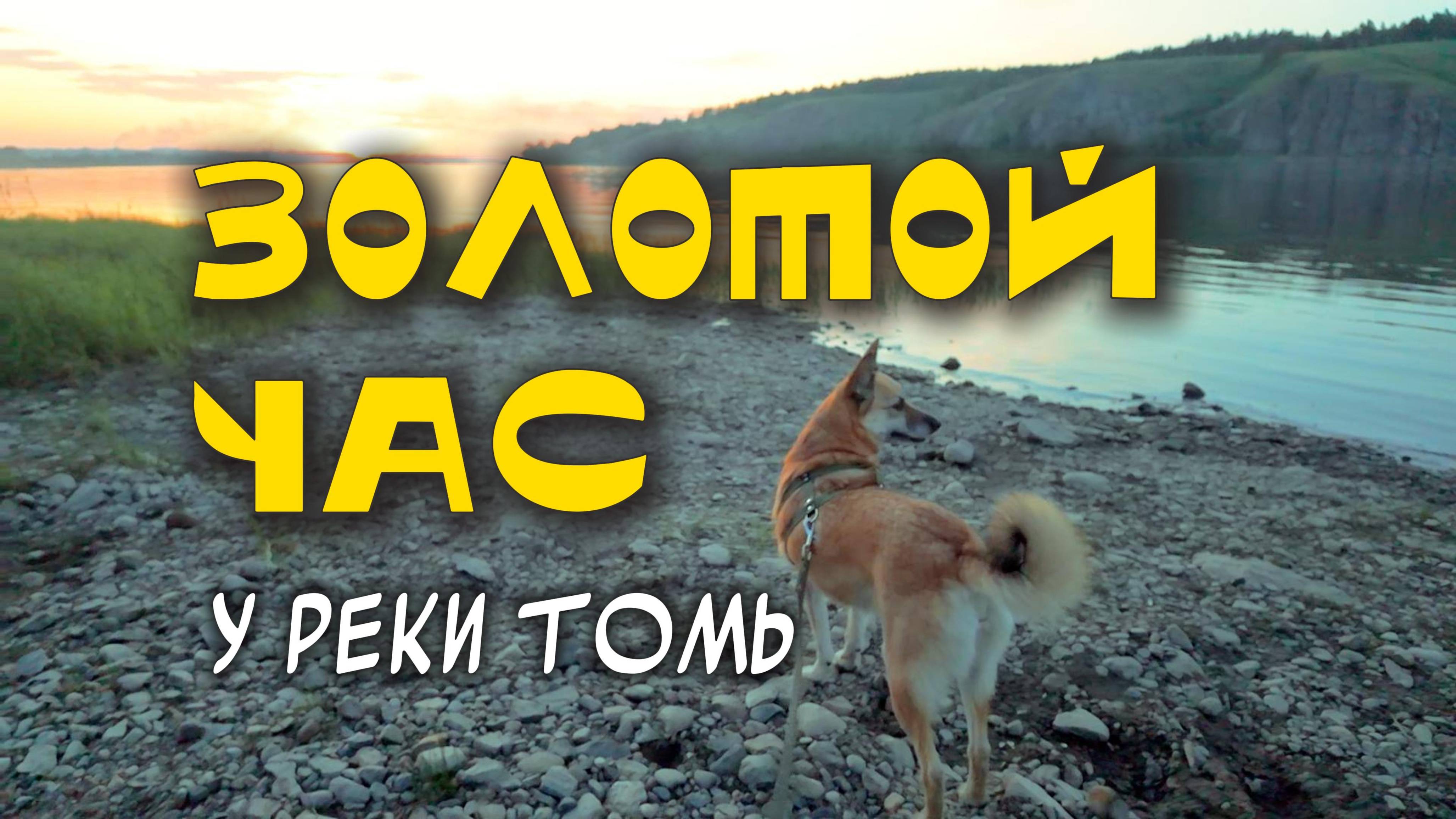 Золотой час у реки Томь. Юрга. Прогулка с собакой