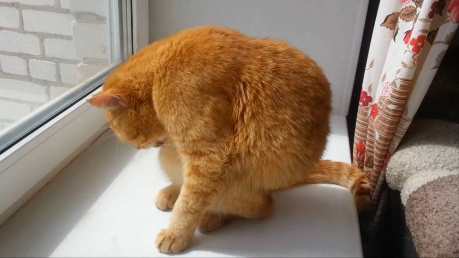 Кот умывается. Часть 2
