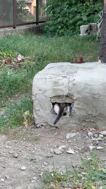 Маму-кошку беременную подбросили во двор пожилой женщине. Кошка родила, женщина готова оставить кошк