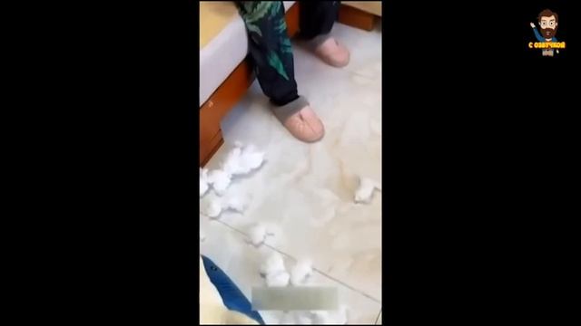 смешное видео про животных