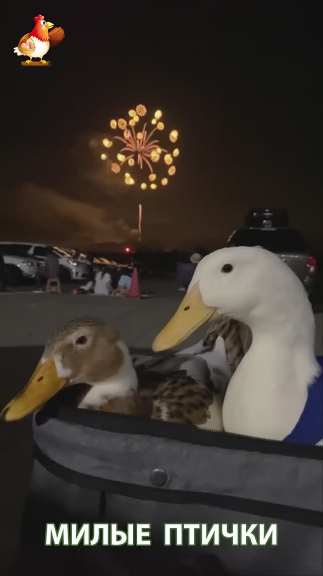 Утки домашние питомцы барыни сударыни  🦆🤗😂 (6)