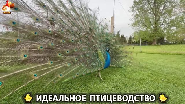 Идеальное птицеводство достойно восхищения 🐓🦆🦢🦚🦃🐔 эпизод (234)