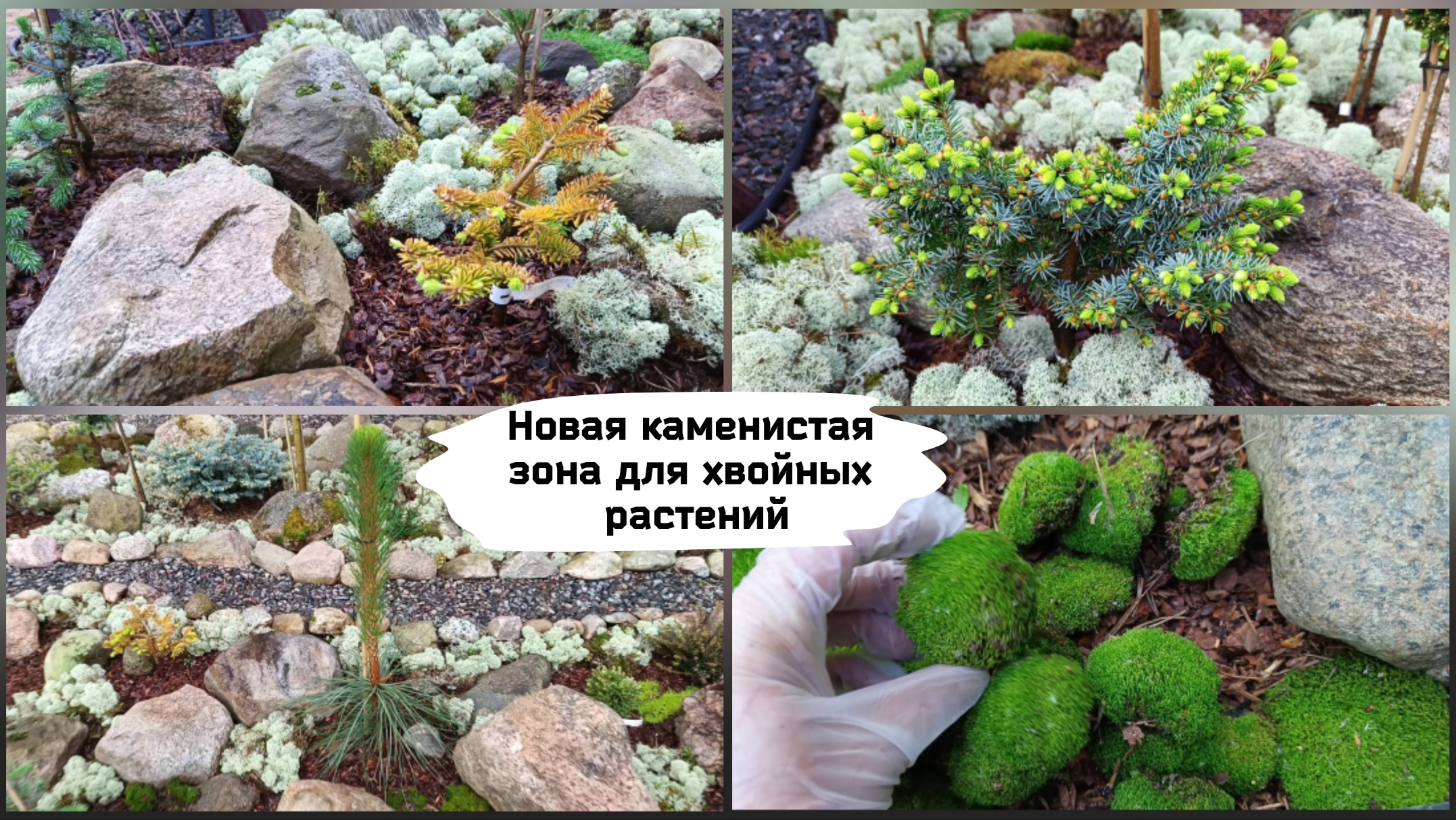Новая каменистая зона для хвойных растений.