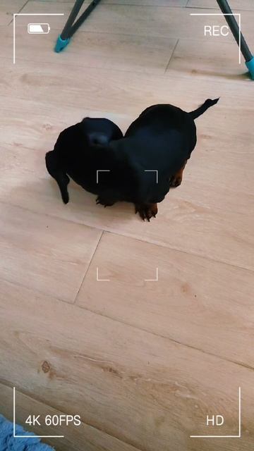 Beatbox с Жорой 😎🐶