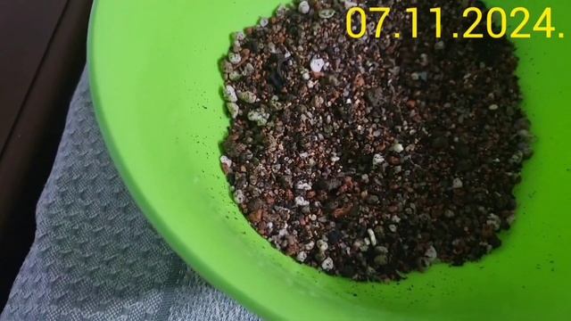 Обезьяньи Бега или как вырастить из семян Хильдевинте