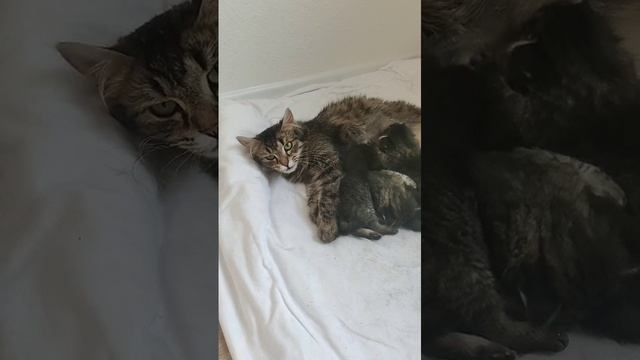 Котята от очень красивой кошечки🙏