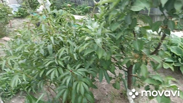 Вот она какая дача ,Уральский климат, обхожу свои владенья