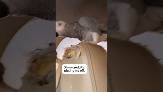 Всё ещё хотите завести попугая?