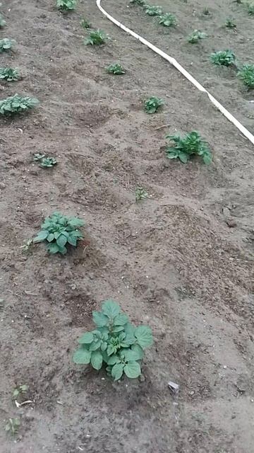 Уника перуанская, выращиваем в Сибири.