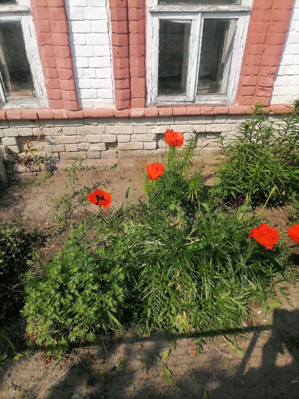 Воскресенье.. ТРОИЦА.