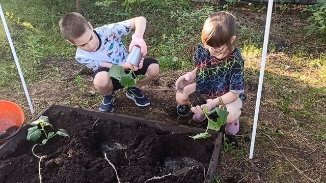 мы сажаем огурцы 🥒
