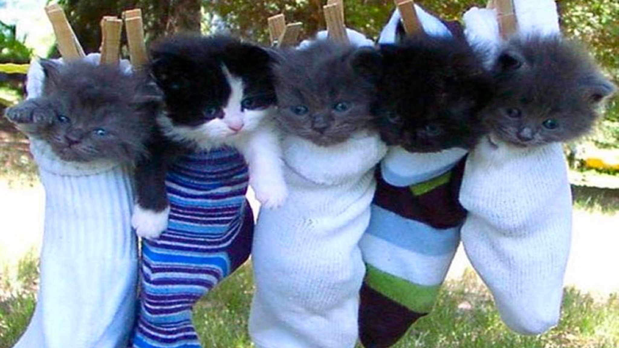 ЛЮДЫЕ МЕМЫ С КОТиКаМИ ❤️💖💕🥳