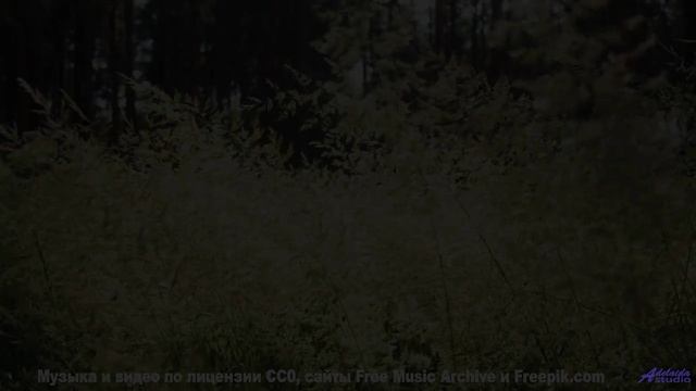 Леса превращаются в личный космос под эту мелодию - Midas-Touch -- Ketsa -- Reflective Processes