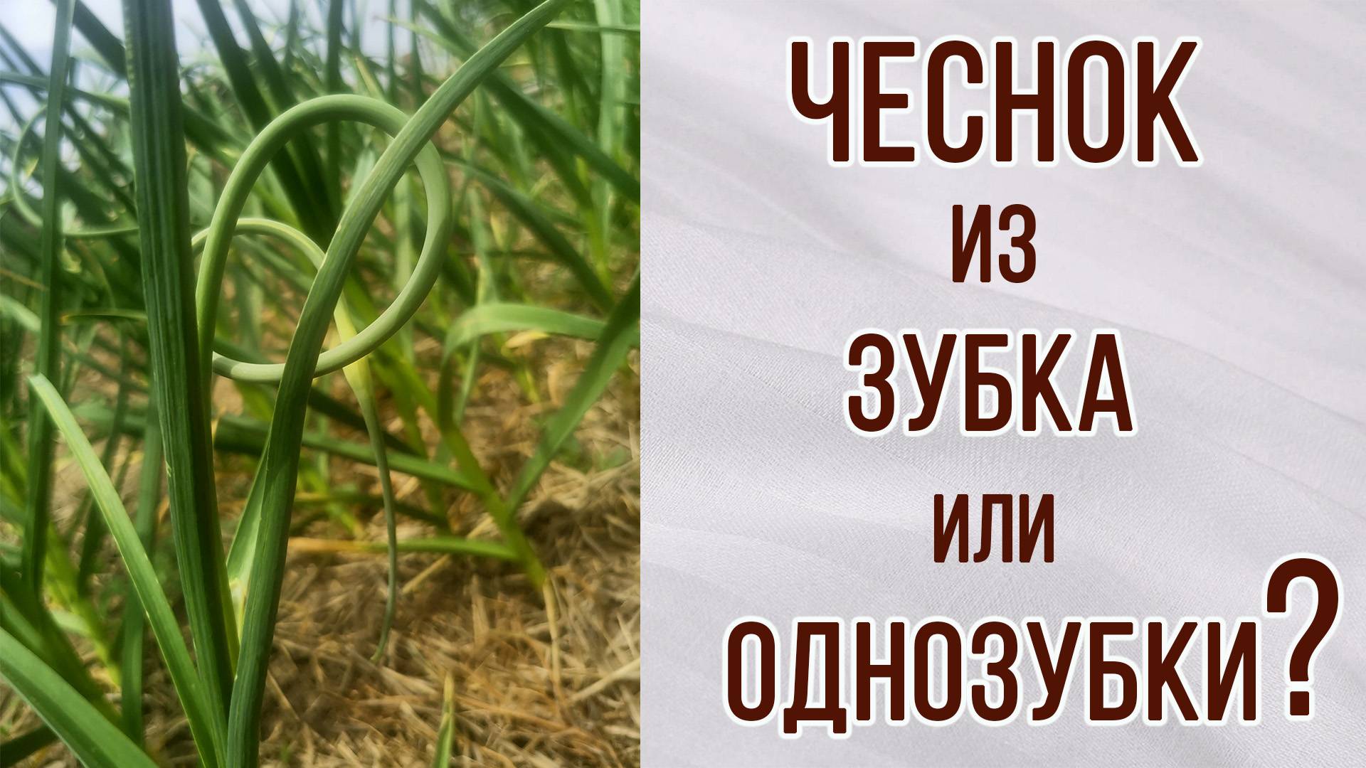 Чеснок из однозубки и  зубков. В чём отличия. Какой лучше. Чеснок из бульбочки. Засуха.