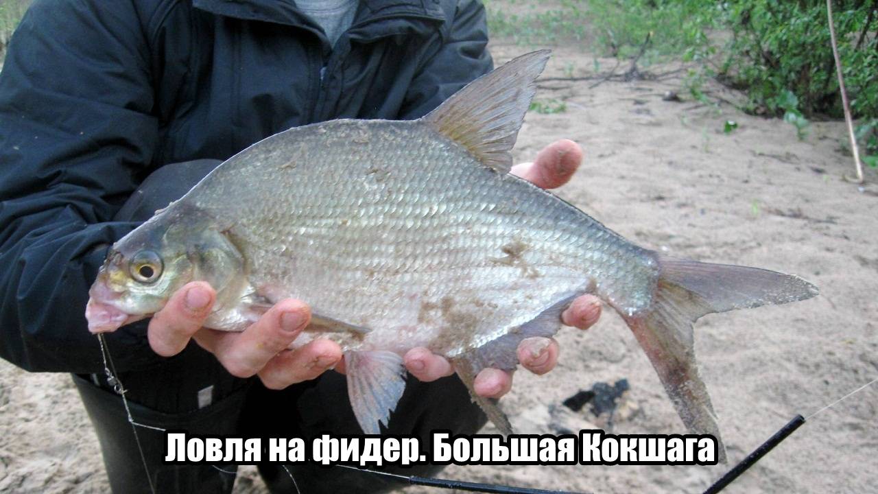 Ловля на фидер. Большая Кокшага
