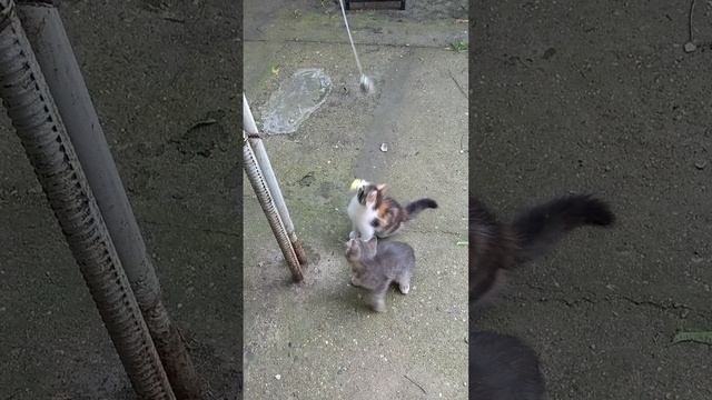 Котенок