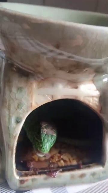 ящерица ест