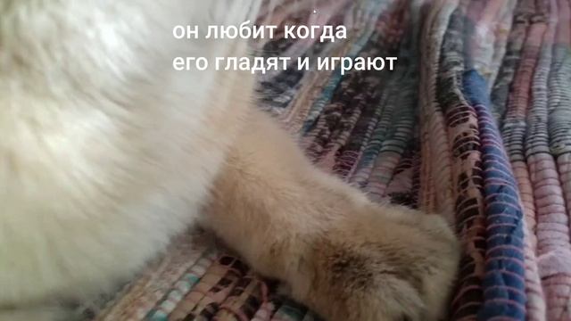 обзор кота и черепахи.