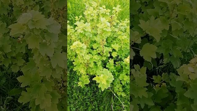 Борьба с тлей перешла на другой фланг.