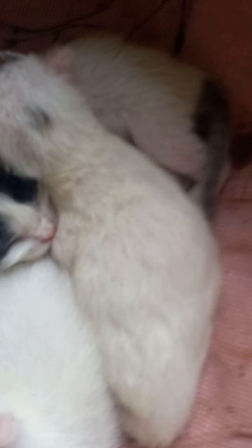 котята