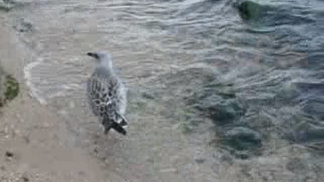 море, водная гладь, чайка