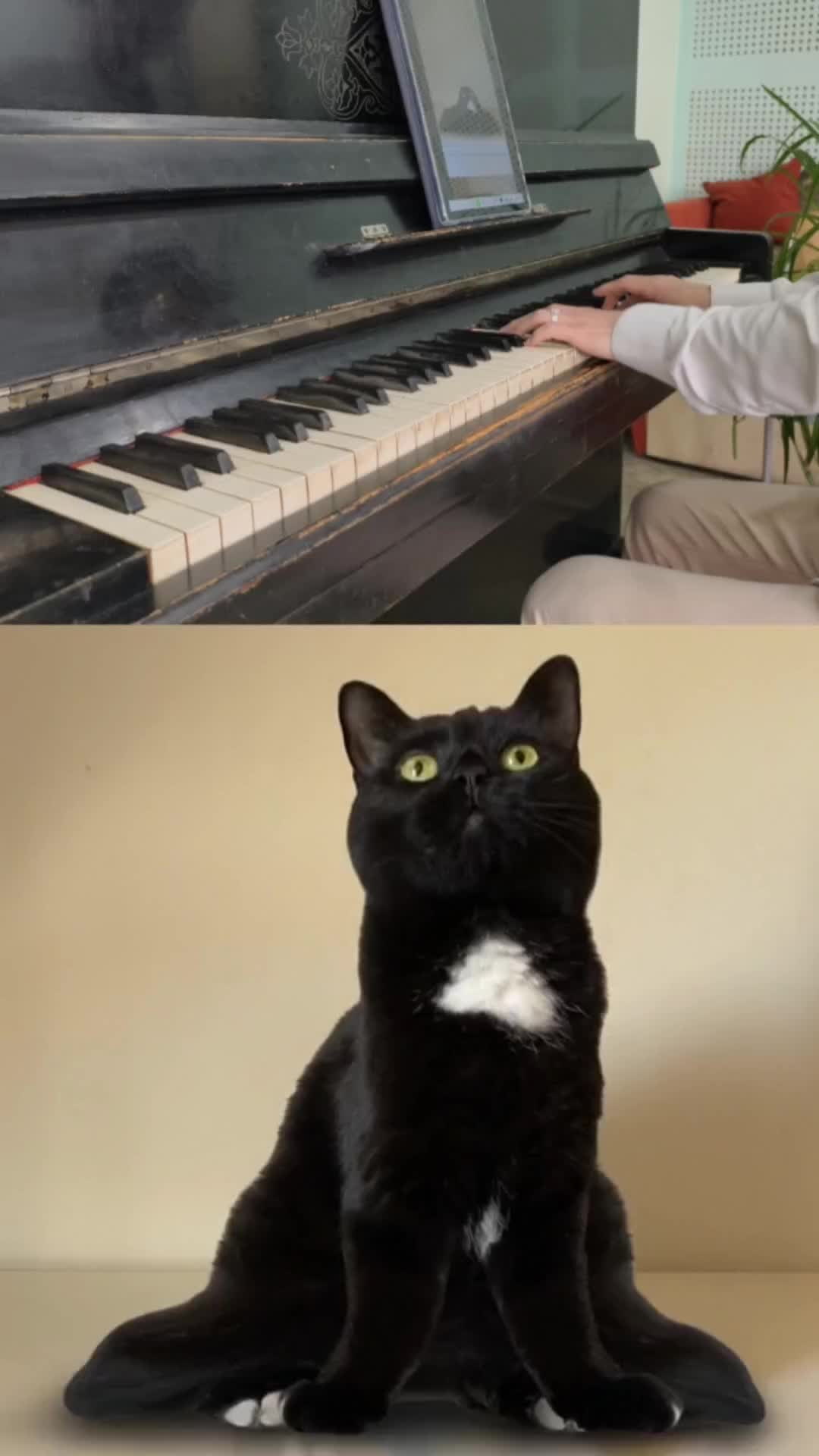 Cat - MacBook