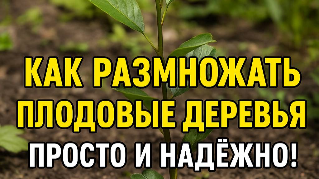 Как размножать плодовые деревья — простые способы для дачников!