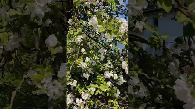 Как цветет яблоня