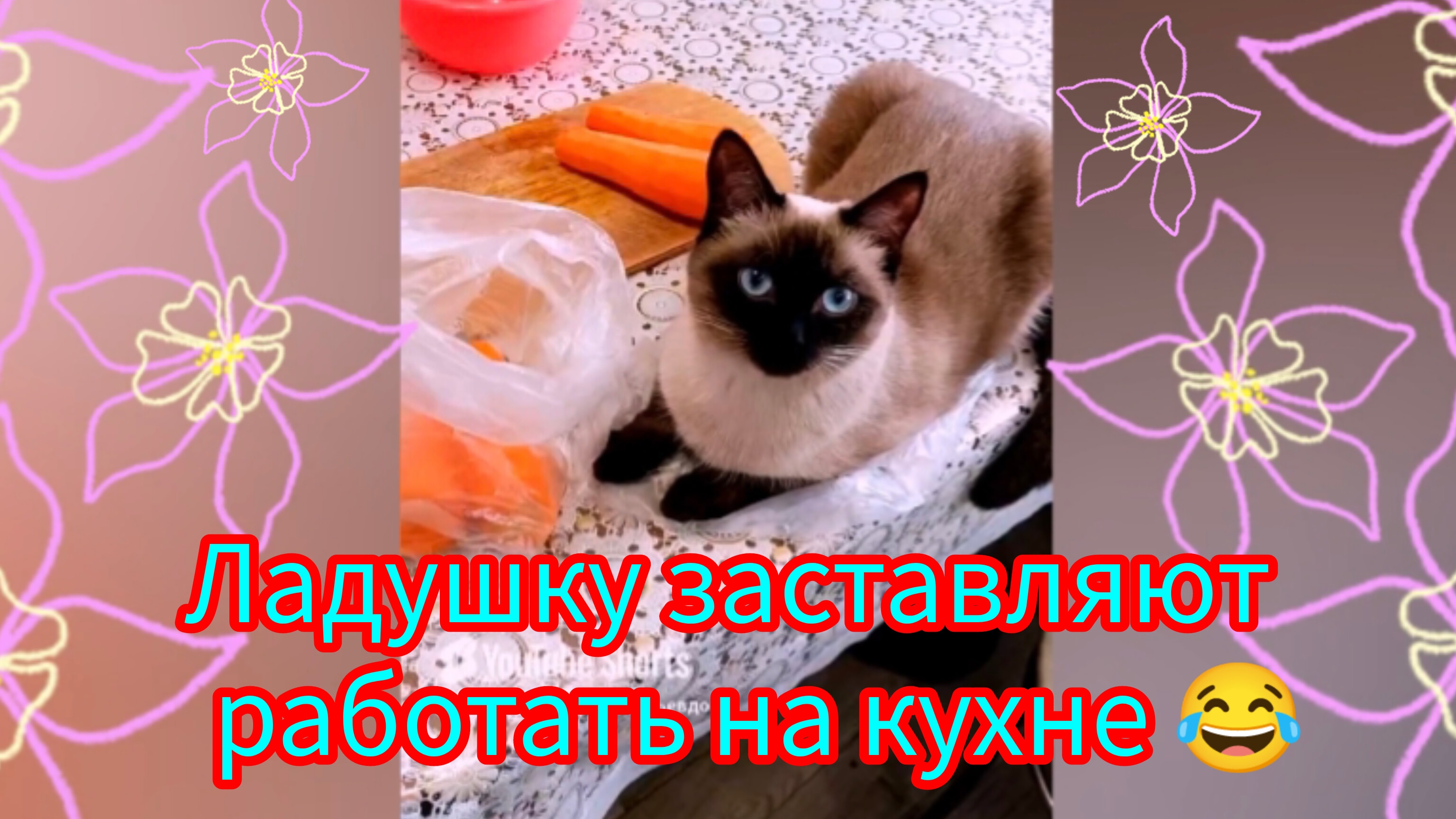 Кошка🐱Ладушка😂на кухне‼️ #смешныекоты #котики #прикольные котики #симпатичные кошки