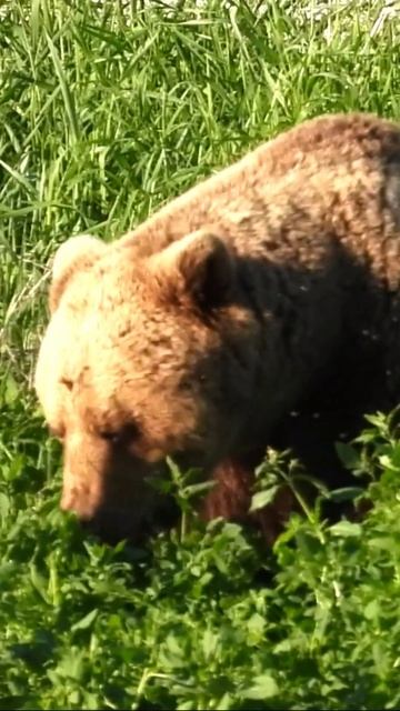 Бурый медведь лакомится лебедой прибрежной на побережье Белого моря в НП "Онежское Поморье"