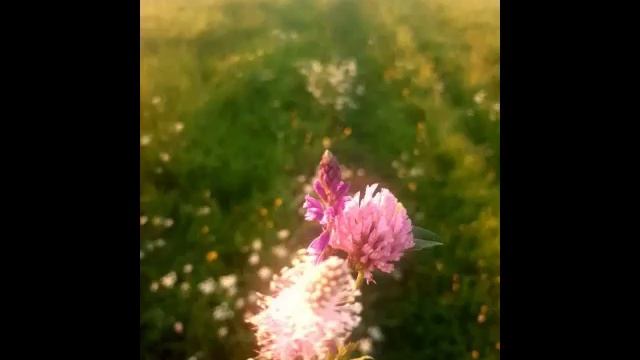 Люблю цветы и природу.mp4