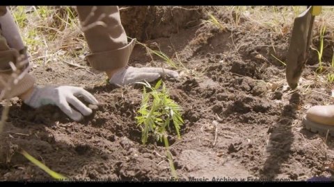 Музыка для кибернетических организмов - будущее звучания! - Iluvmytesla Maarten Schellekens -- Inde
