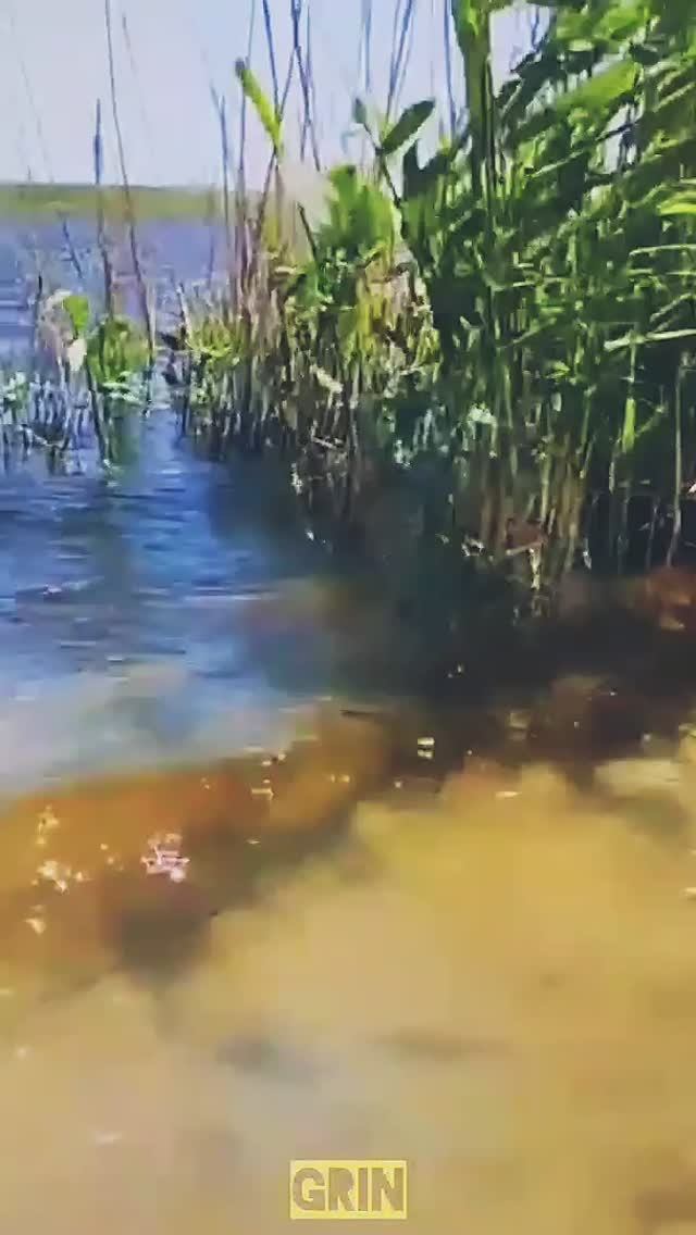 🟢"Стебли камыша"...🌾