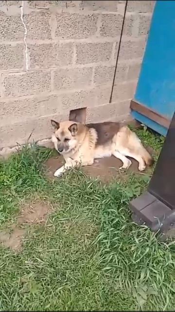 Ройс
