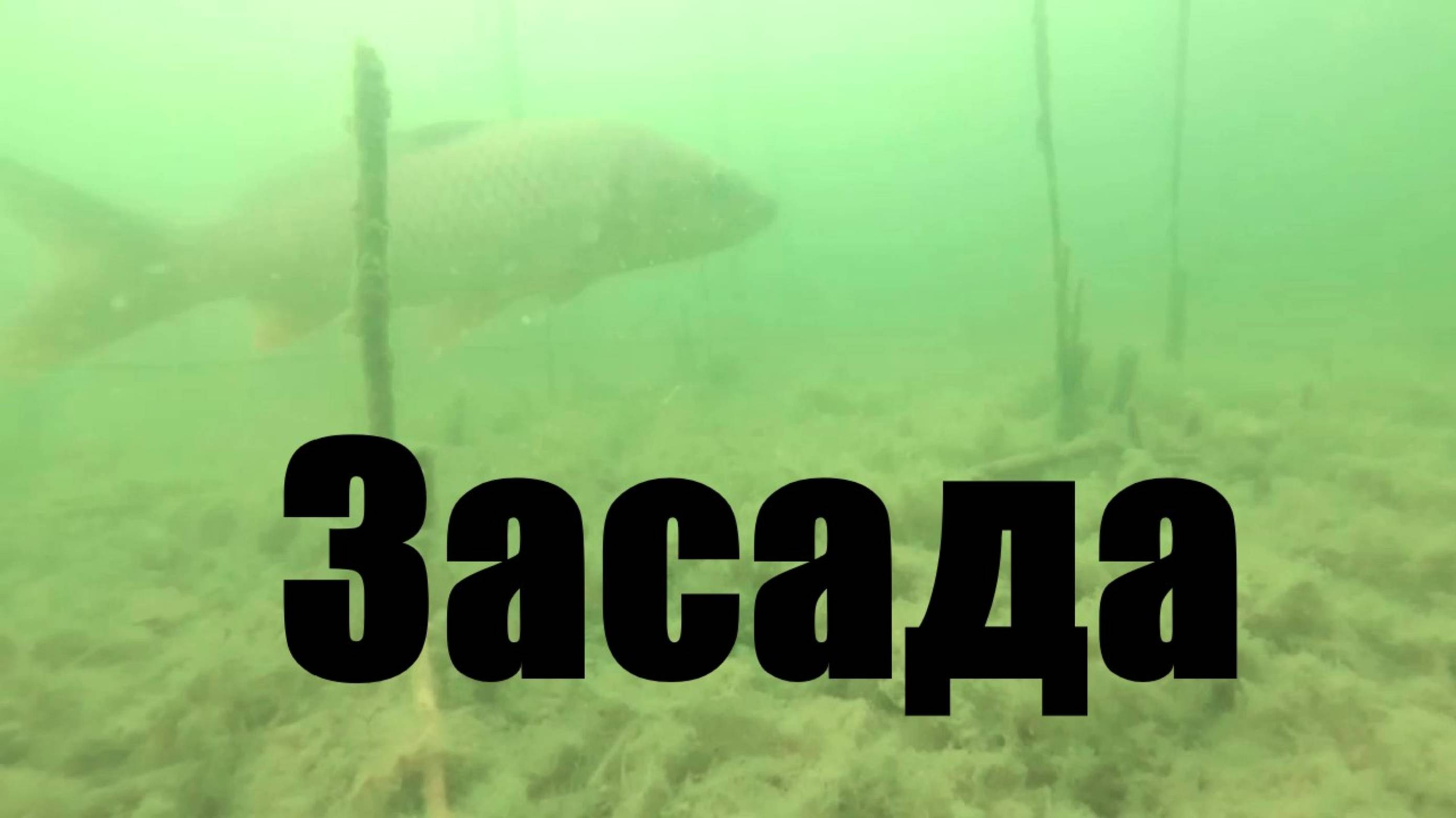 Охота в засаде. Сазанчики в камыше.