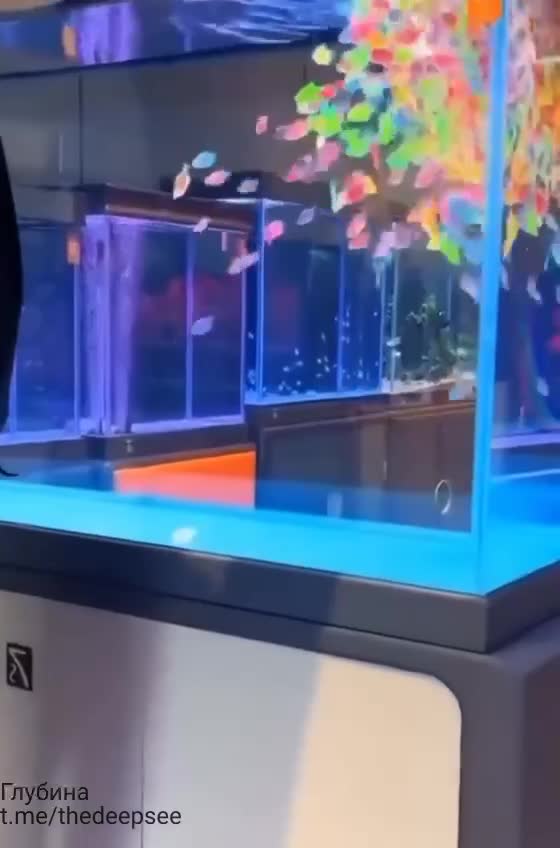 GloFish — генетически модифицированные аквариумные рыбы, созданные на основе таких видов, как дан...