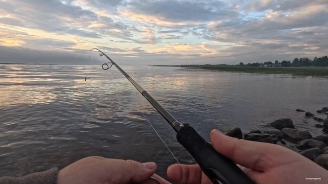 Волховские горбачи.