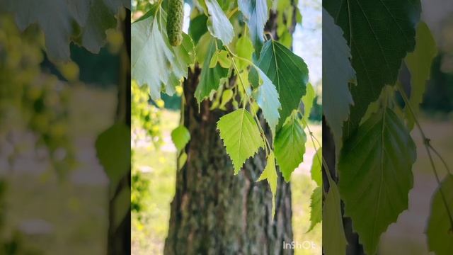 8 июня березонька красавица