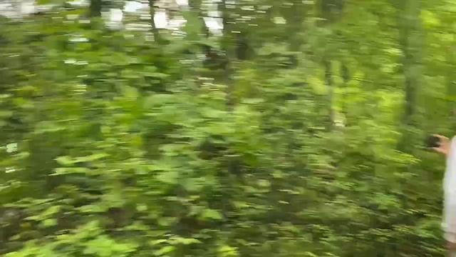 Smit41 лесные жители часть 2