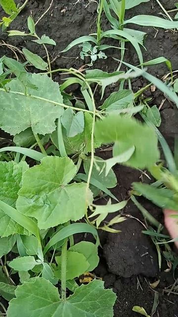 VID_20250608_134658.mp4