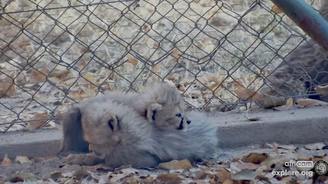 Котенок - сосед : Ребята хочу с вами познакомиться- сетка мешает