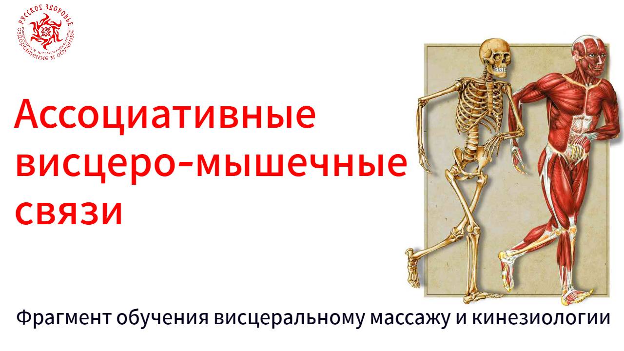 Ассоциативные висцеро-мышечные связи. Фрагмент обучения висцеральному массажу и кинезиологии