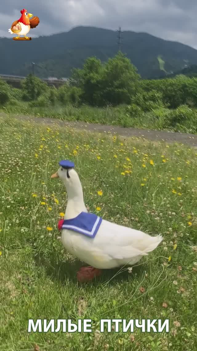 Утки домашние питомцы барыни сударыни  🦆🤗😂 (4)