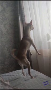 Что там???....#собака