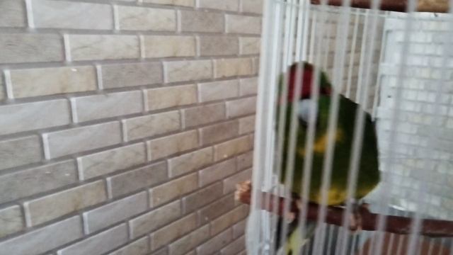 VID_20250608_080500.mp4