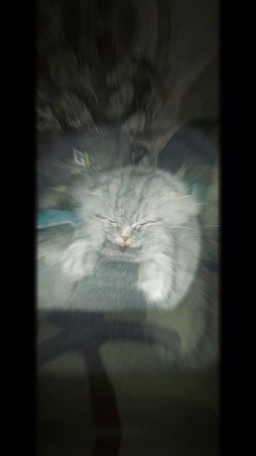котик Сэмик🔥❤️
