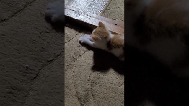 1000472046.mp4
